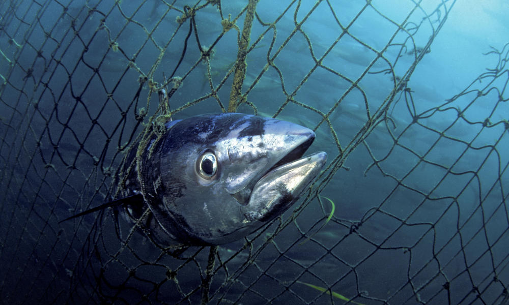 Bluefin